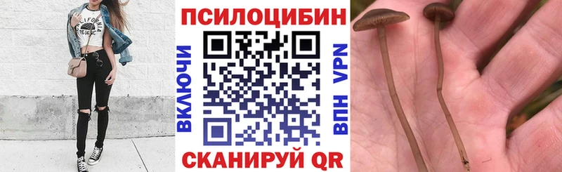 Псилоцибиновые грибы Psilocybine cubensis  Закаменск 